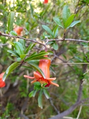 Punica granatum