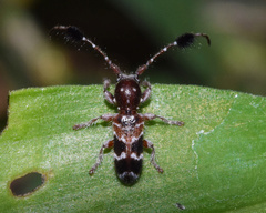Biasmia guttata