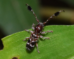 Biasmia guttata