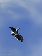 Clark's Nutcracker photo 6