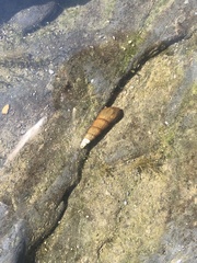 Stenomelania plicaria