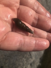 Stenomelania plicaria