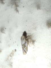 Cicadellidae
