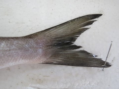 Sphyraena putnamae