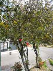 Melaleuca citrina