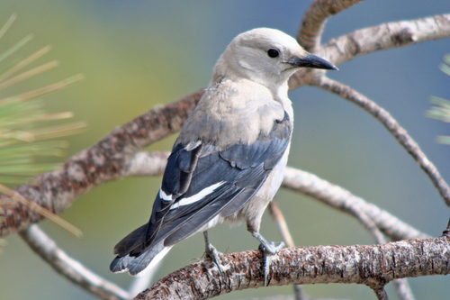 Clark's Nutcracker