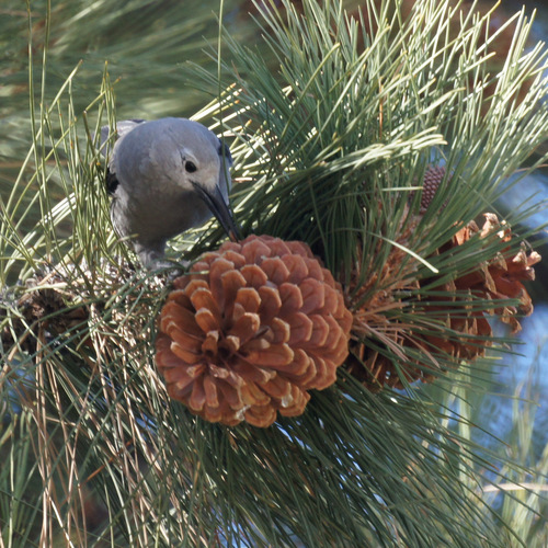 Clark's Nutcracker