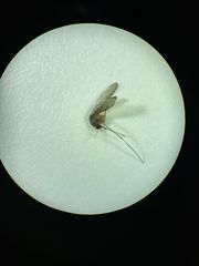 Culiseta melanura