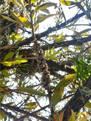 Melaleuca citrina