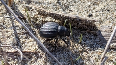 Pimelia bipunctata papii