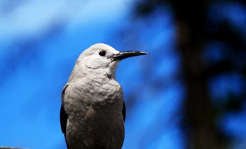 Clark's Nutcracker