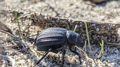 Pimelia bipunctata papii