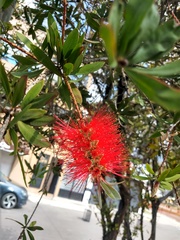 Melaleuca citrina