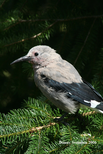 Clark's Nutcracker