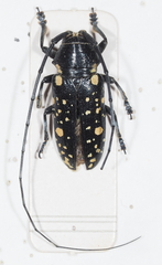 Pinacosterna mechowi