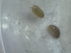 Armadillidium vulgare