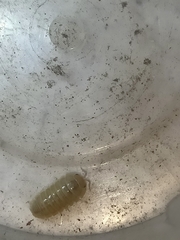 Armadillidium vulgare