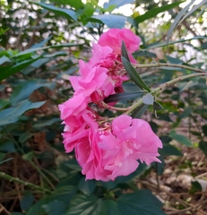 Nerium oleander