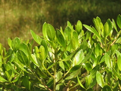 Baccharis macrantha