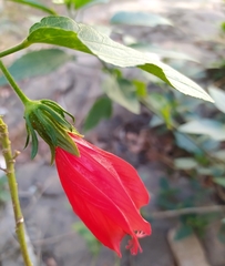 Malvaviscus penduliflorus