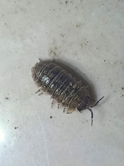 Armadillidium vulgare