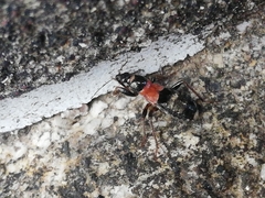 Prostemma albimacula