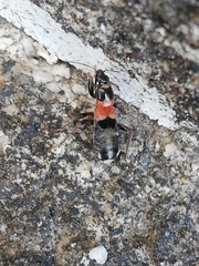 Prostemma albimacula
