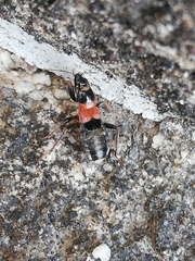 Prostemma albimacula