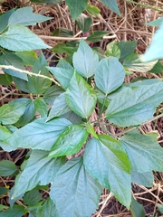 Malvaviscus penduliflorus