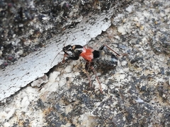 Prostemma albimacula