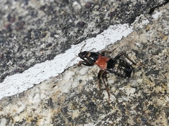 Prostemma albimacula