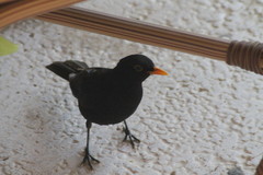 Turdus merula cabrerae
