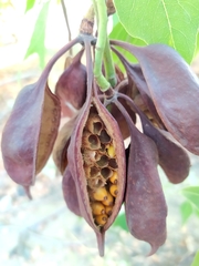 Brachychiton populneus