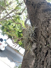 Tillandsia recurvata