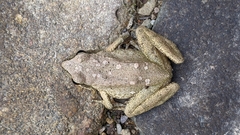 Rana italica