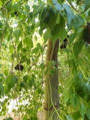 Brachychiton populneus