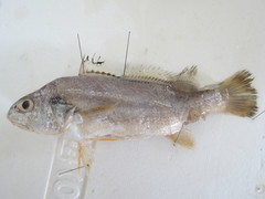 Johnius distinctus
