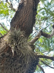 Tillandsia recurvata