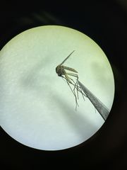 Aedes sticticus