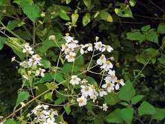 Montanoa leucantha