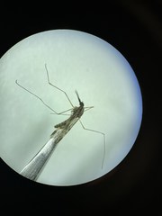 Anopheles punctipennis