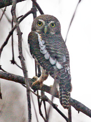 Glaucidium capense