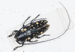 Pinacosterna mechowi