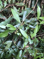 Litsea morrisonensis