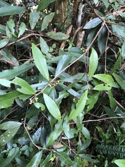 Litsea morrisonensis