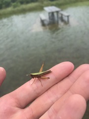 Dichromorpha elegans