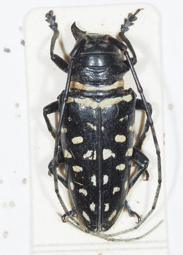 Sternotomis carbonaria