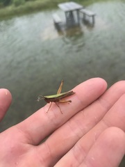 Dichromorpha elegans