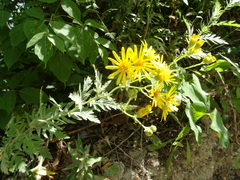 Jacobaea grandidentata