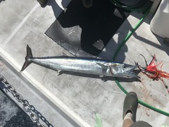 Acanthocybium solandri